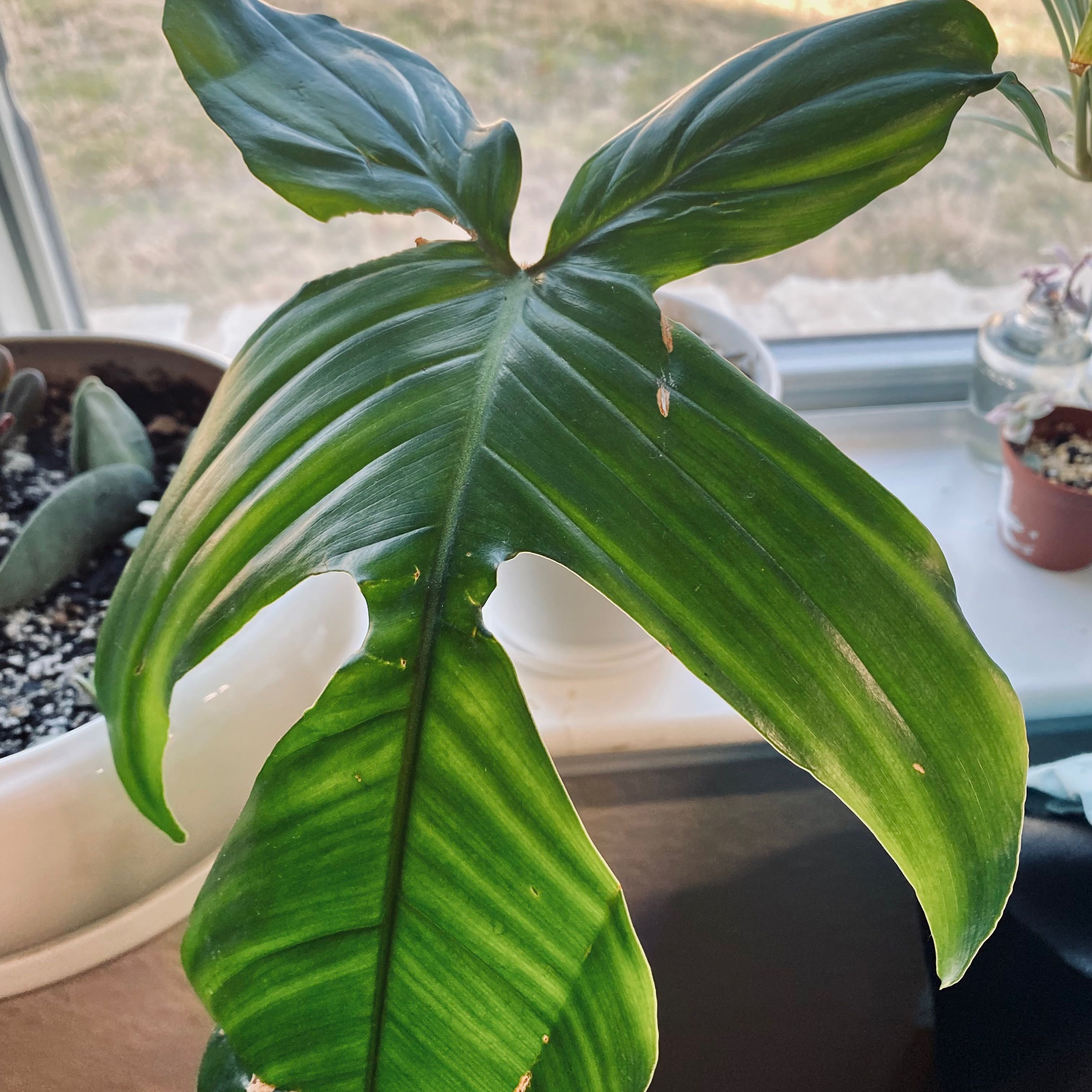 Hairy Philodendron plant with large green leaves in an indoor setting.