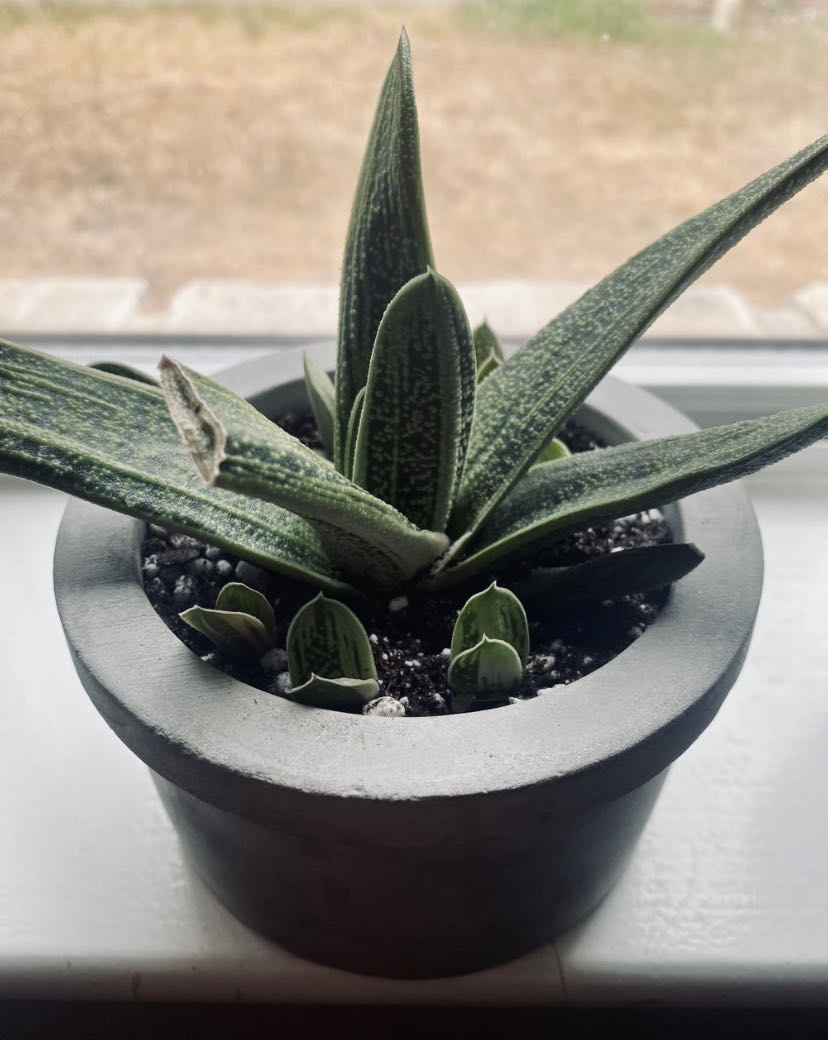 Photo from the post