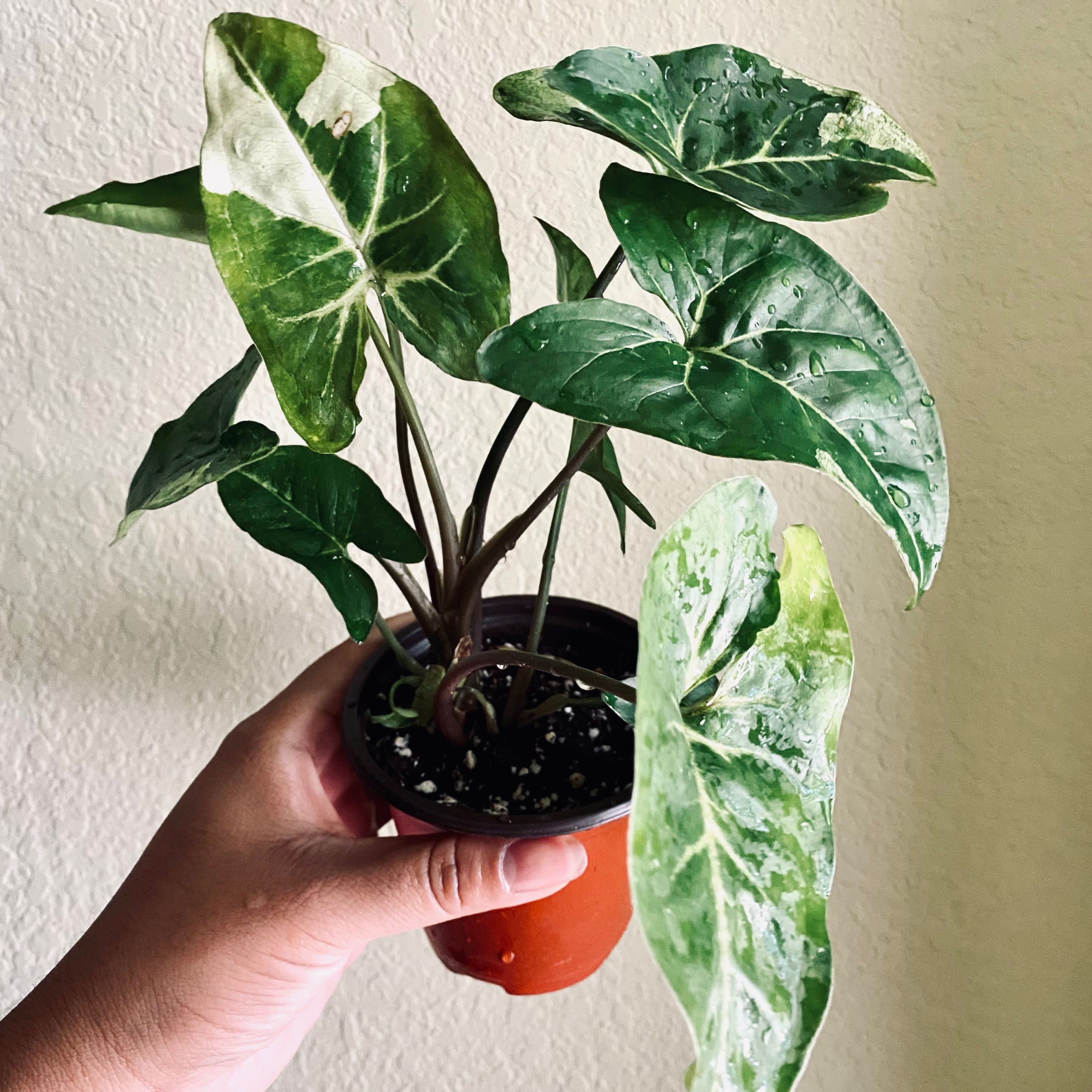 Syngonium Panda plant with green and white variegated leaves in a small pot, held by a hand.
