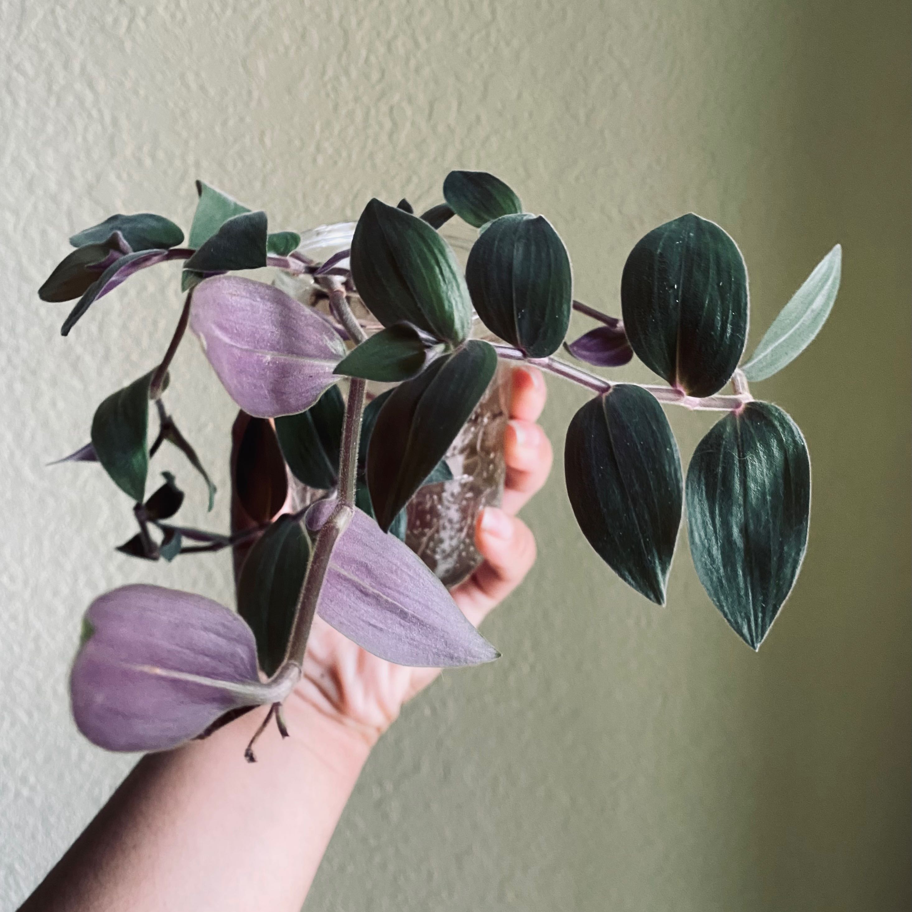 A healthy Baby Bunny Bellies plant with dark green and purple leaves, held by a hand.