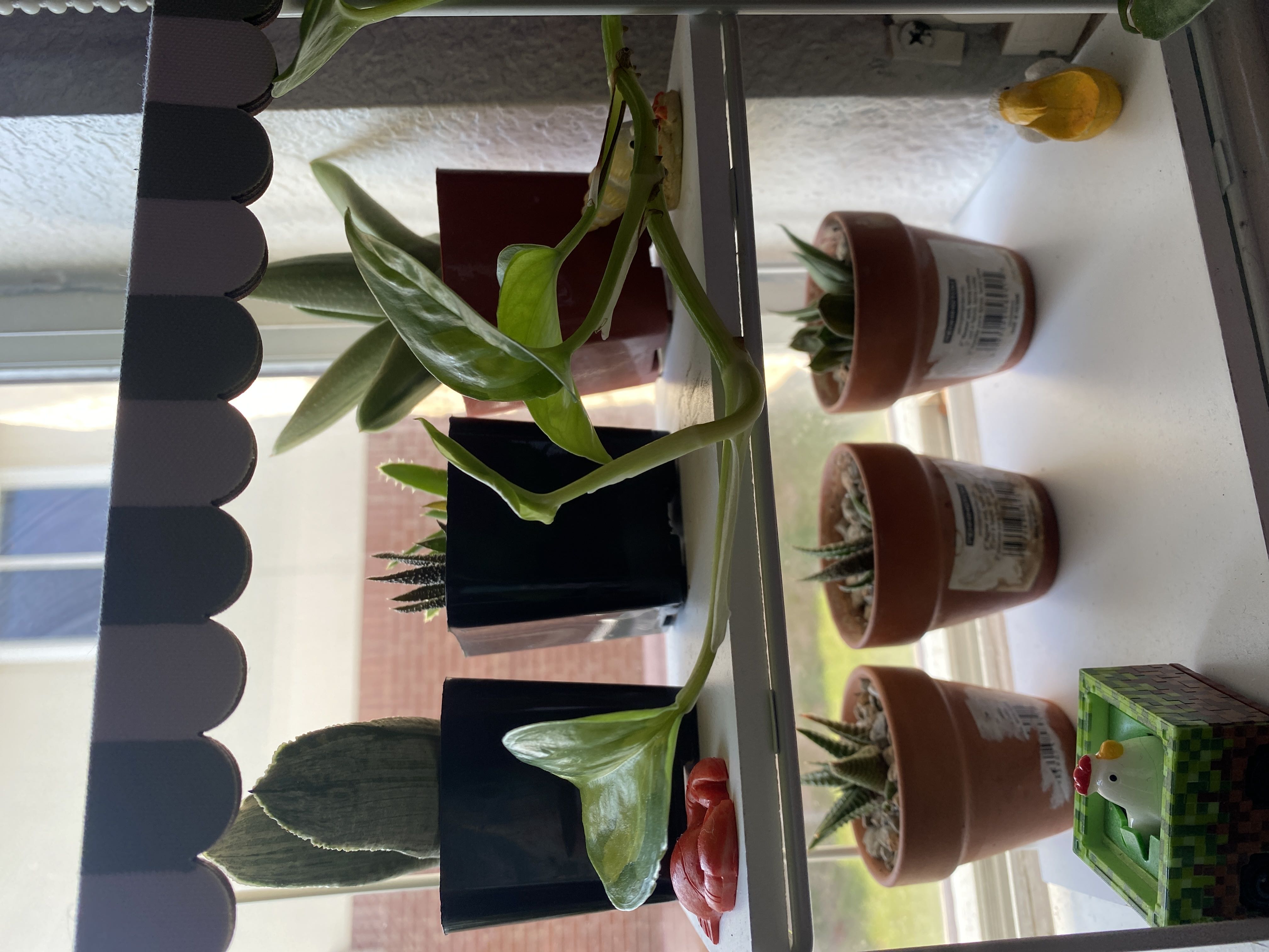Photo from the post