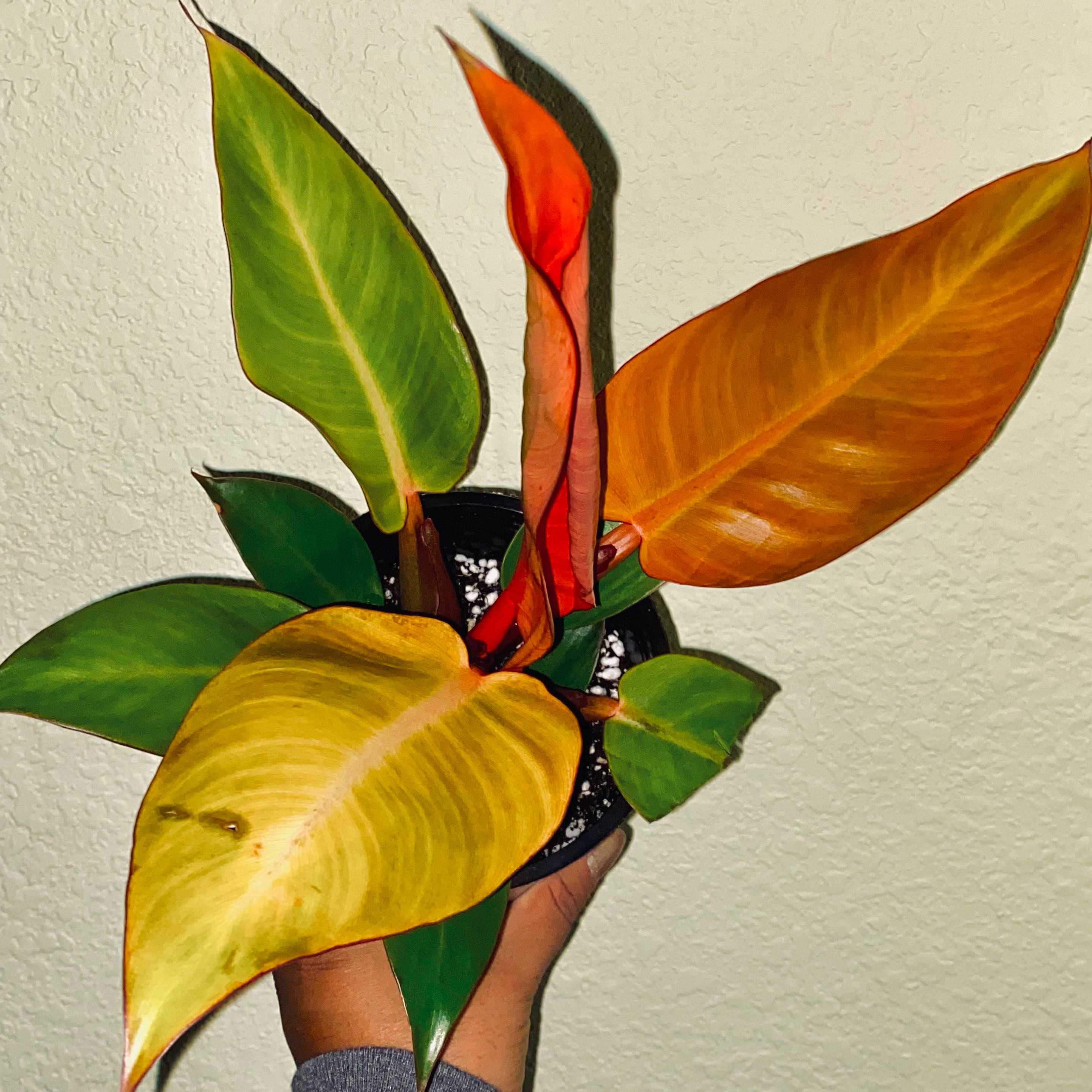Philodendron Red Sun plant with green, yellow, and red leaves, held by a hand.