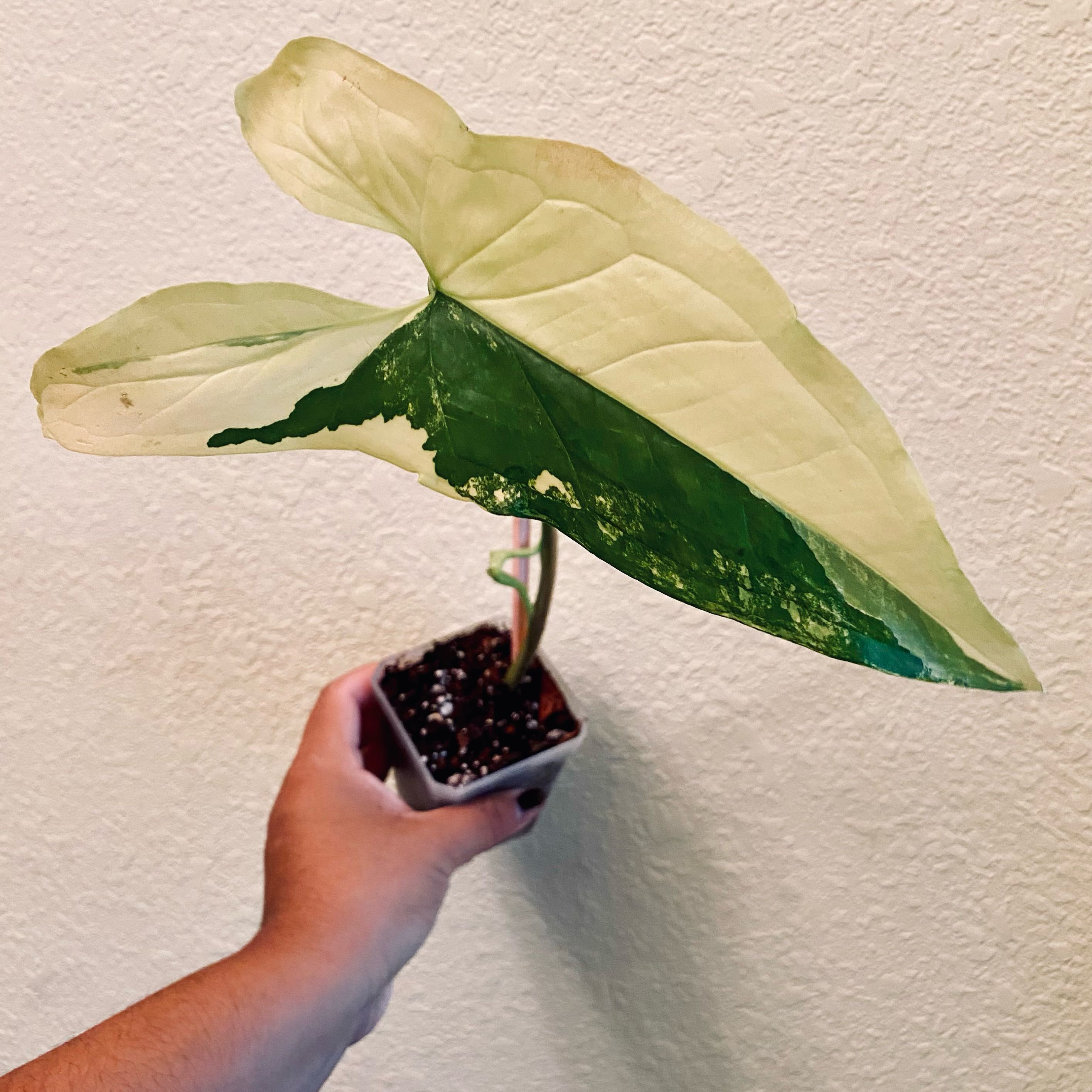 Syngonium aurea plant with variegated leaves held by a hand, soil visible.