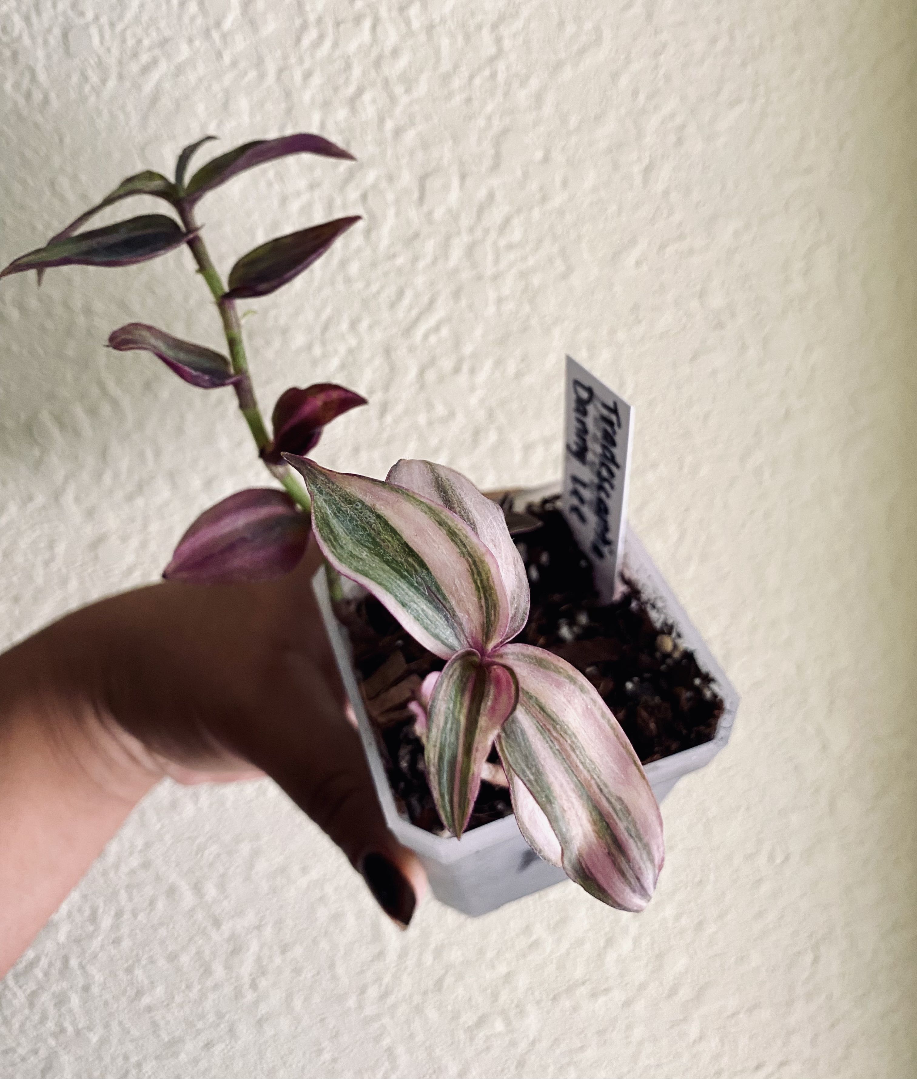 Photo from the post