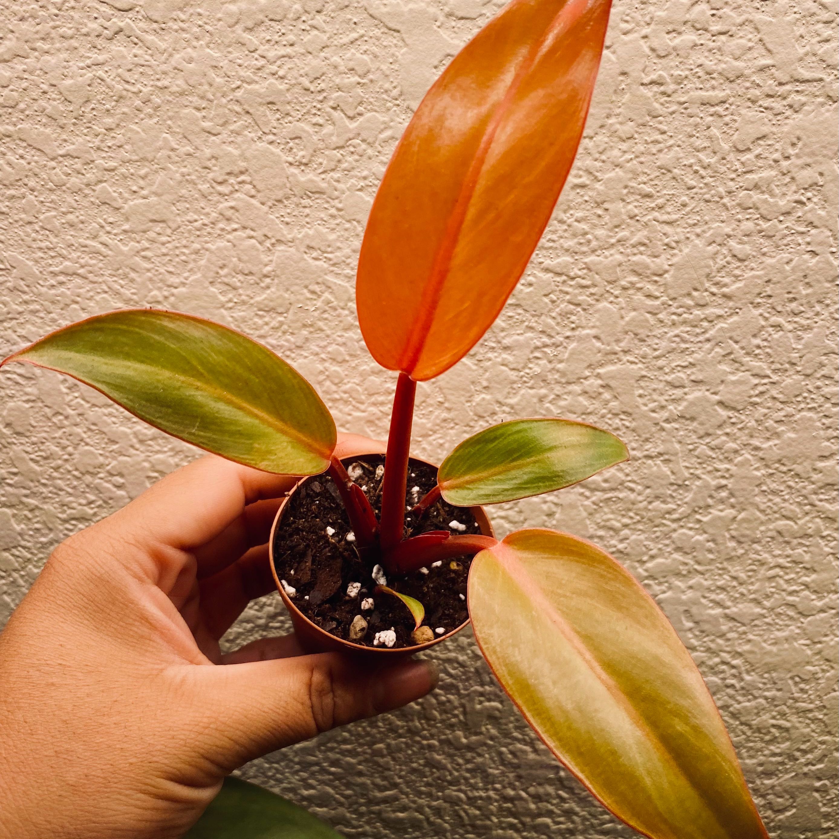Philodendron 'Imperial Red' plant with healthy red and green leaves, held by a hand.