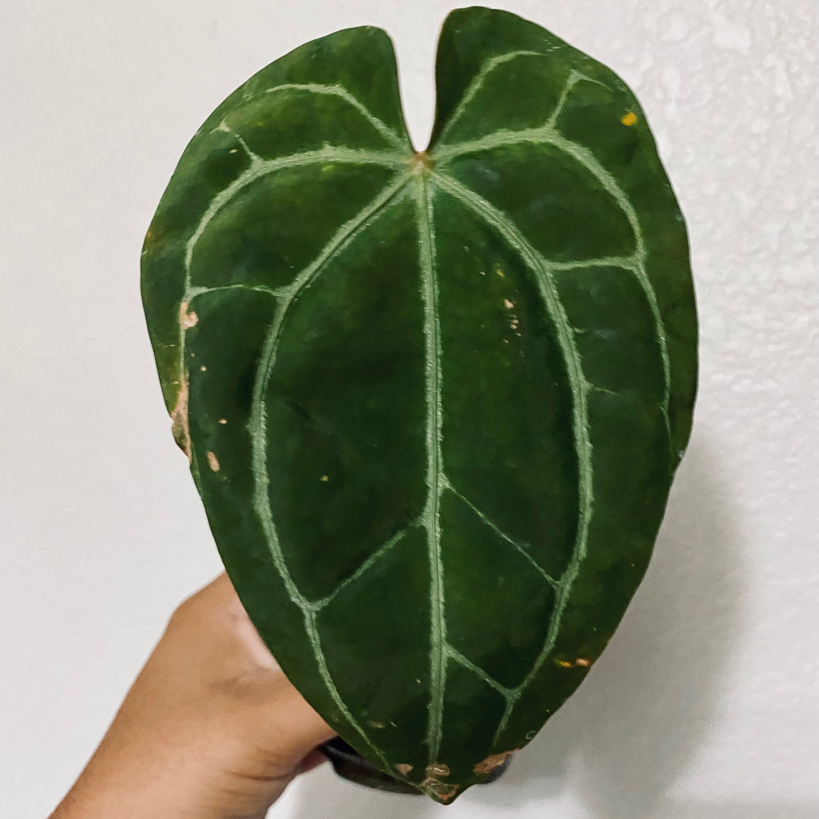 Anthurium crystallinum magnificum leaf with prominent white veins and some browning spots, held by a hand.