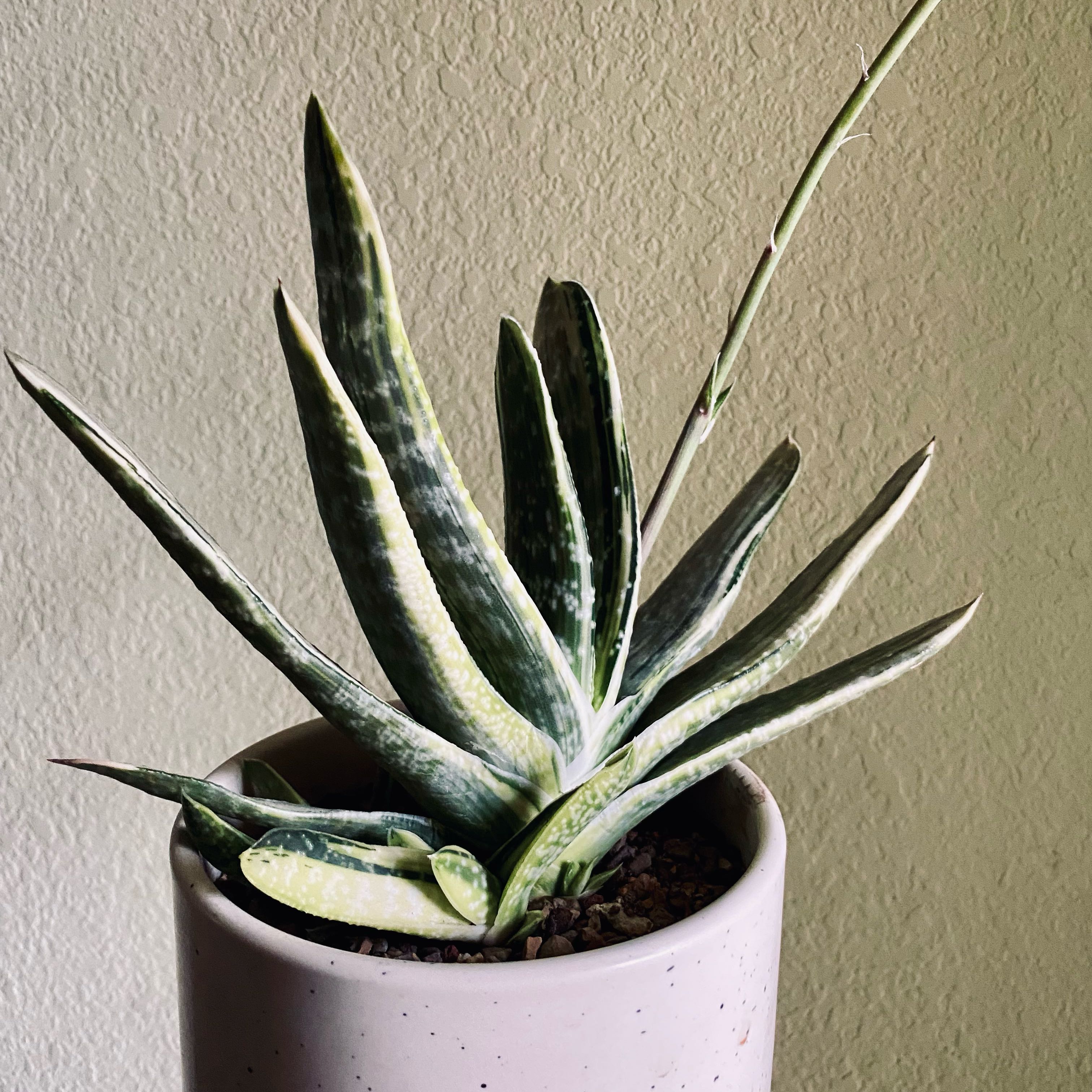 Photo of the plant species Variegated Great Karoo Ox Tongue by @dreamlettuce named (00) Gasteria Boi on Greg, the plant care app