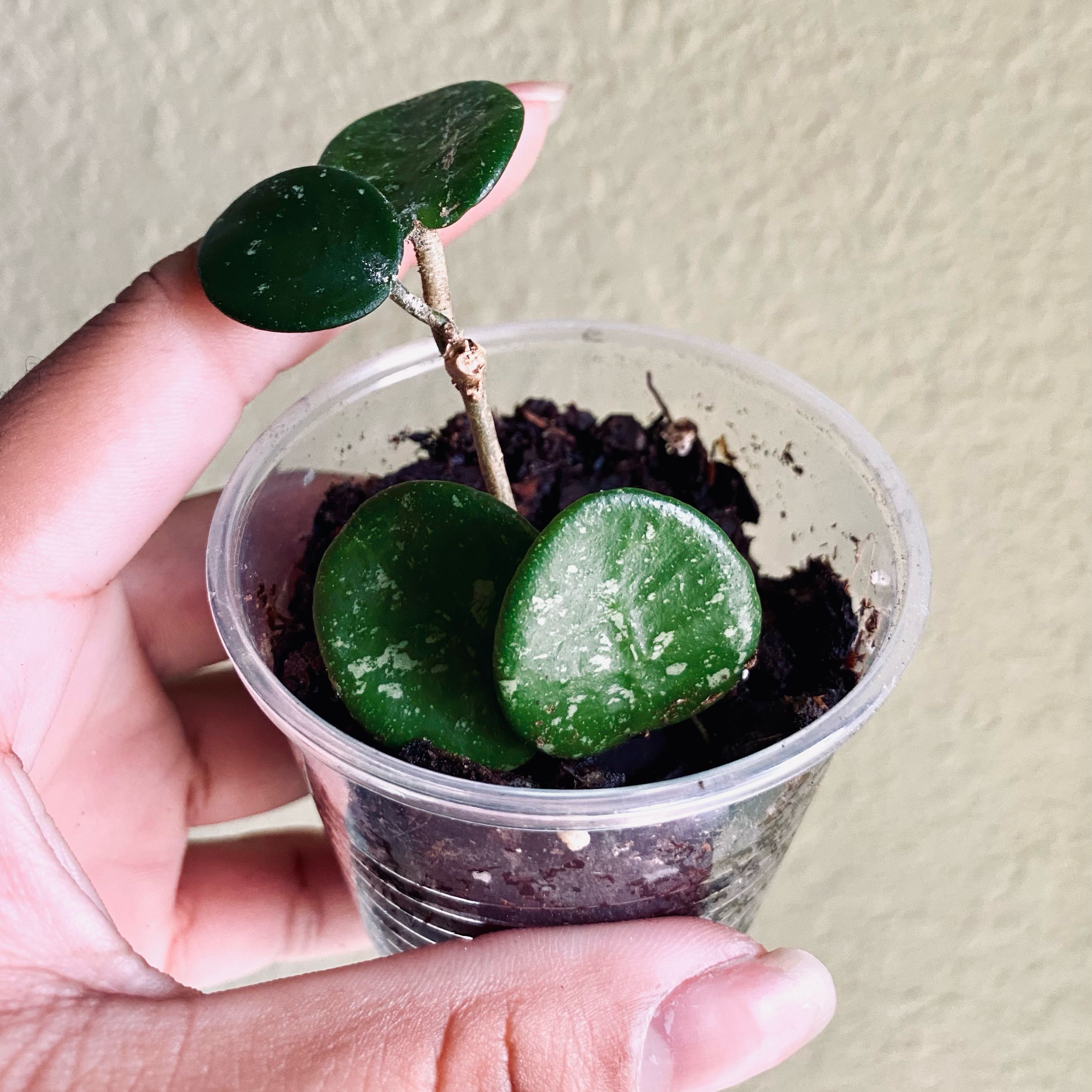 Hoya 'Mathilde' plant in a clear plastic cup with visible soil and green leaves.