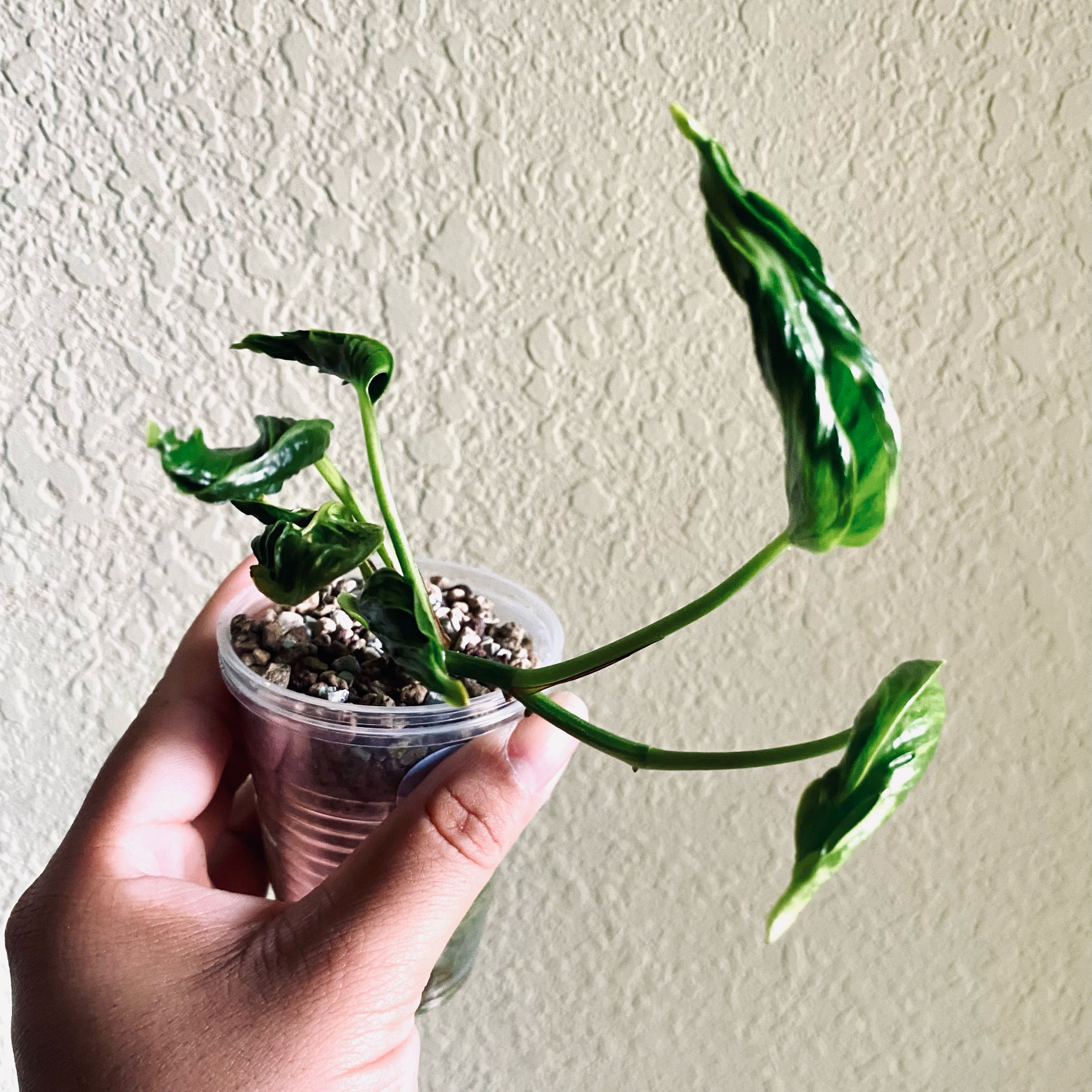 Pothos 'Shangri La' plant in a clear plastic container held by a hand.