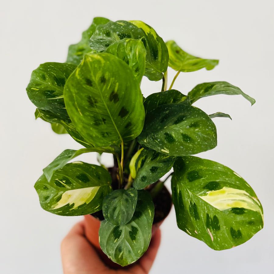 Variegated Prayer Plant with green variegated leaves held by a hand.