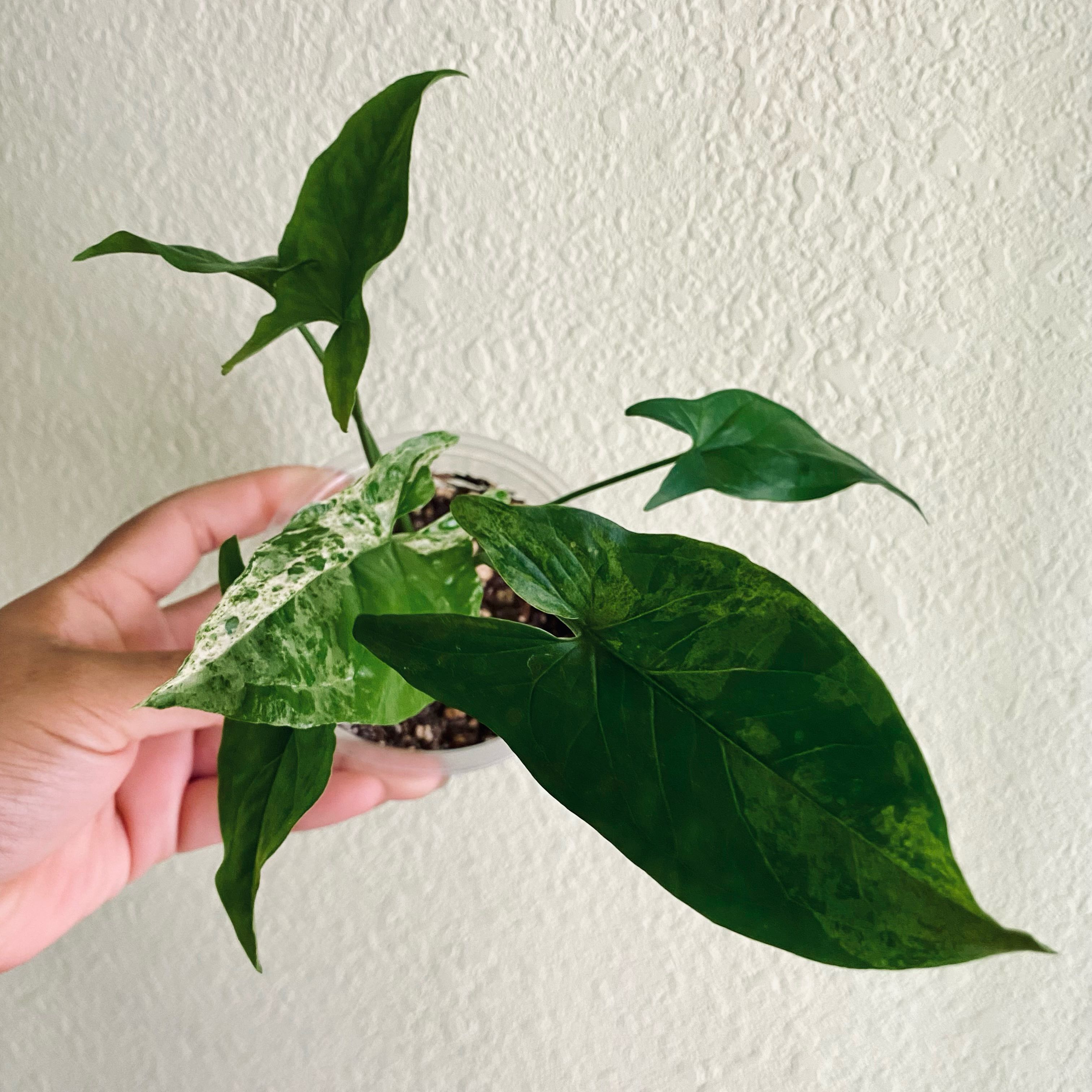 Syngonium podophyllum 'Mojito' plant with variegated leaves held by a hand.