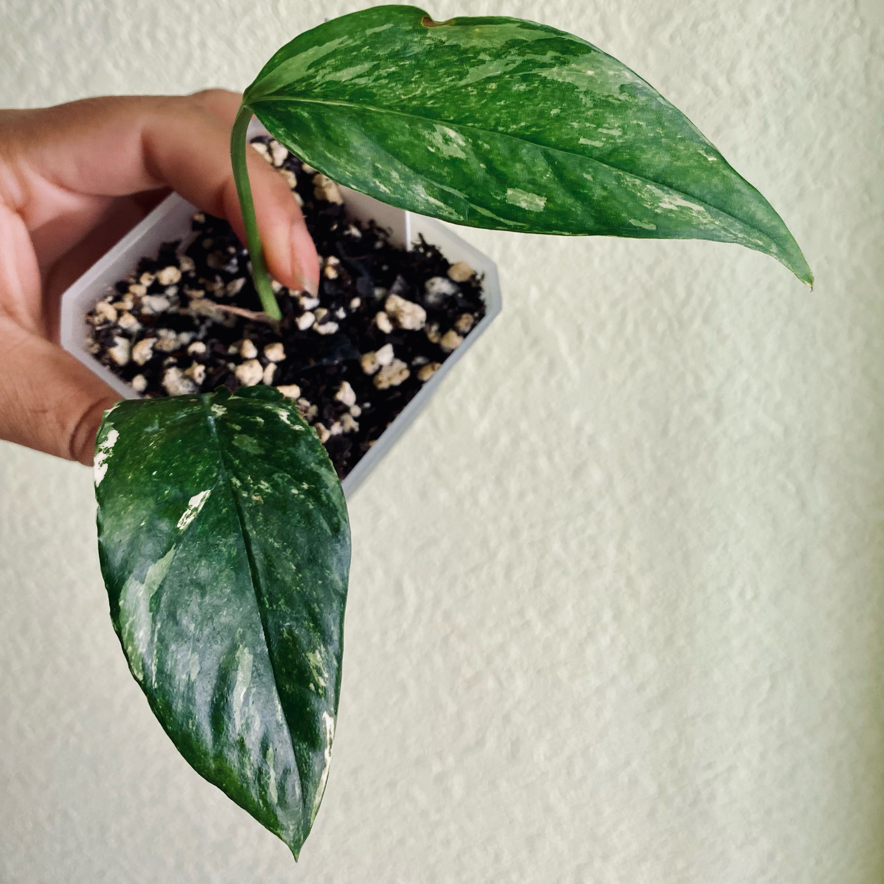 Albo Epipremnum Pinnatum plant with two variegated leaves held by a hand.