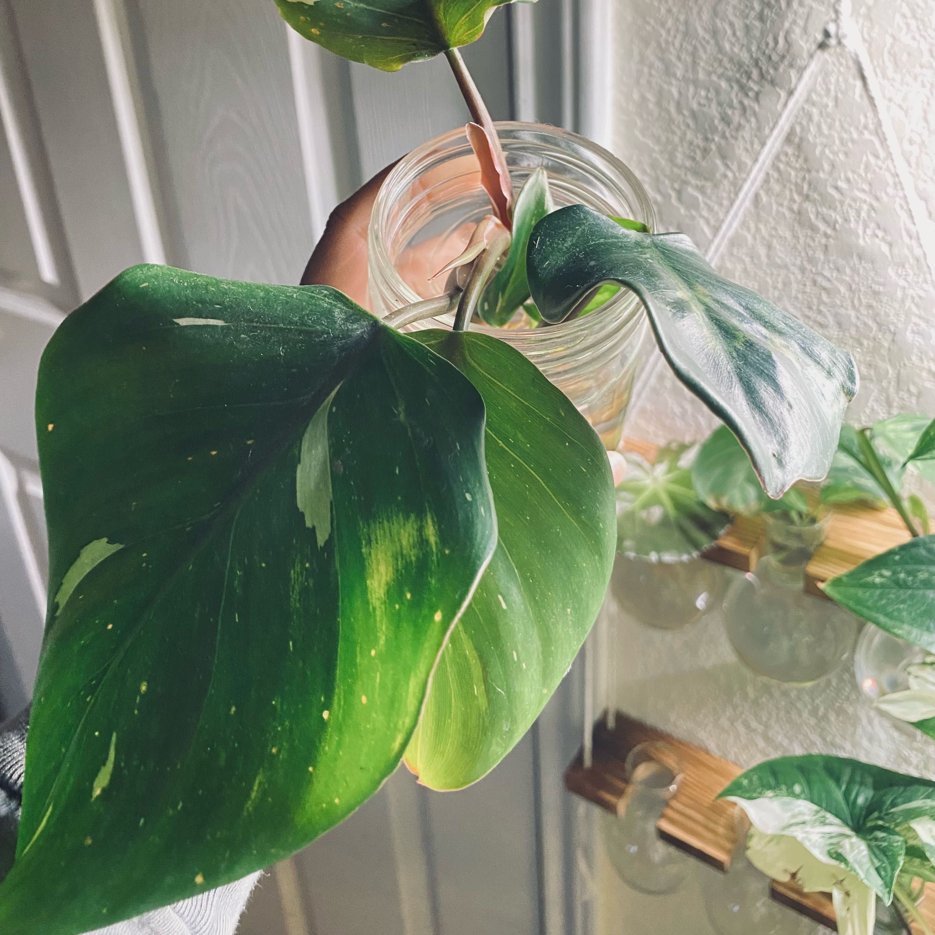 Why Are There Brown Spots on My White Knight Philodendron? 🤎