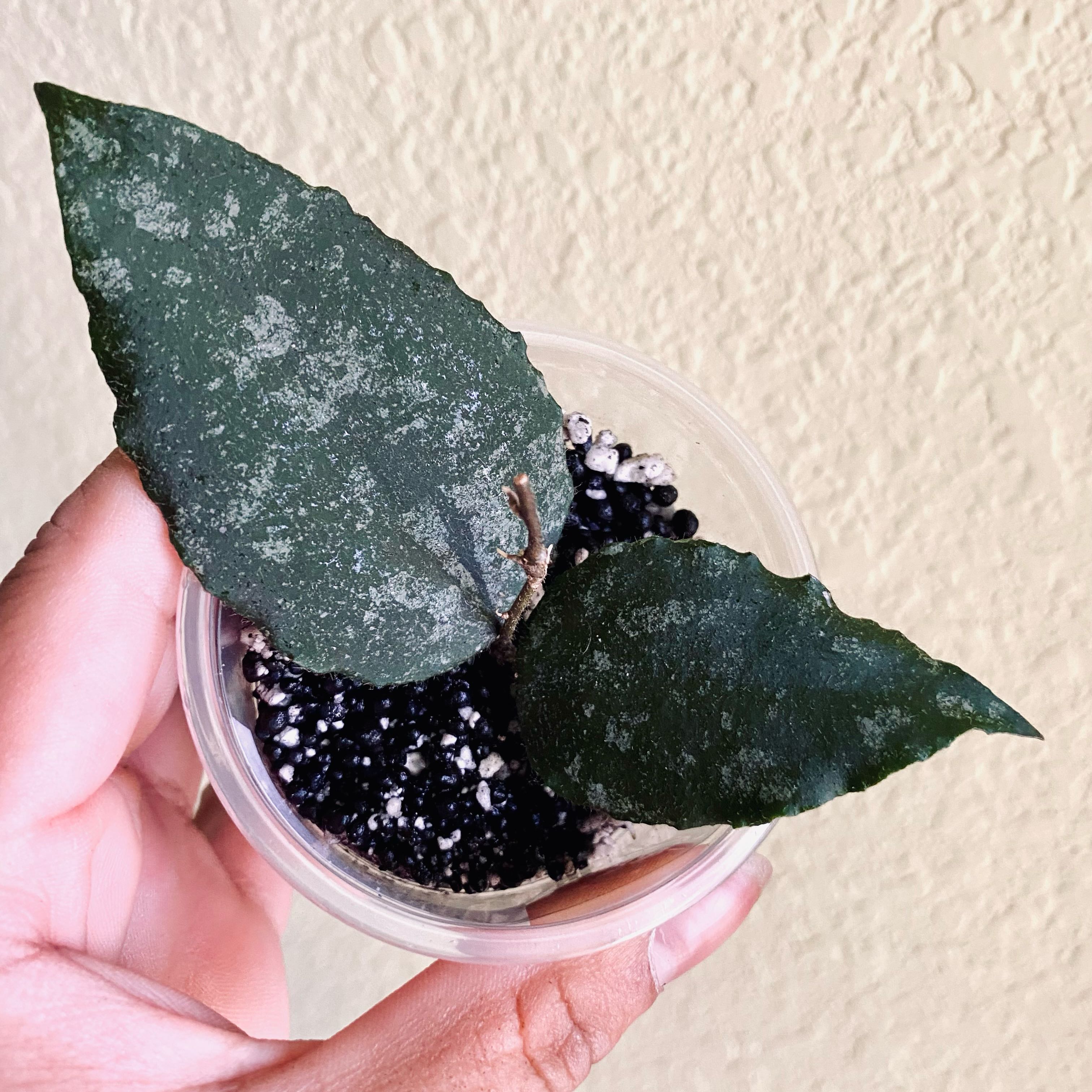 Hoya caudata Sumatra plant with two dark green leaves in a small container.