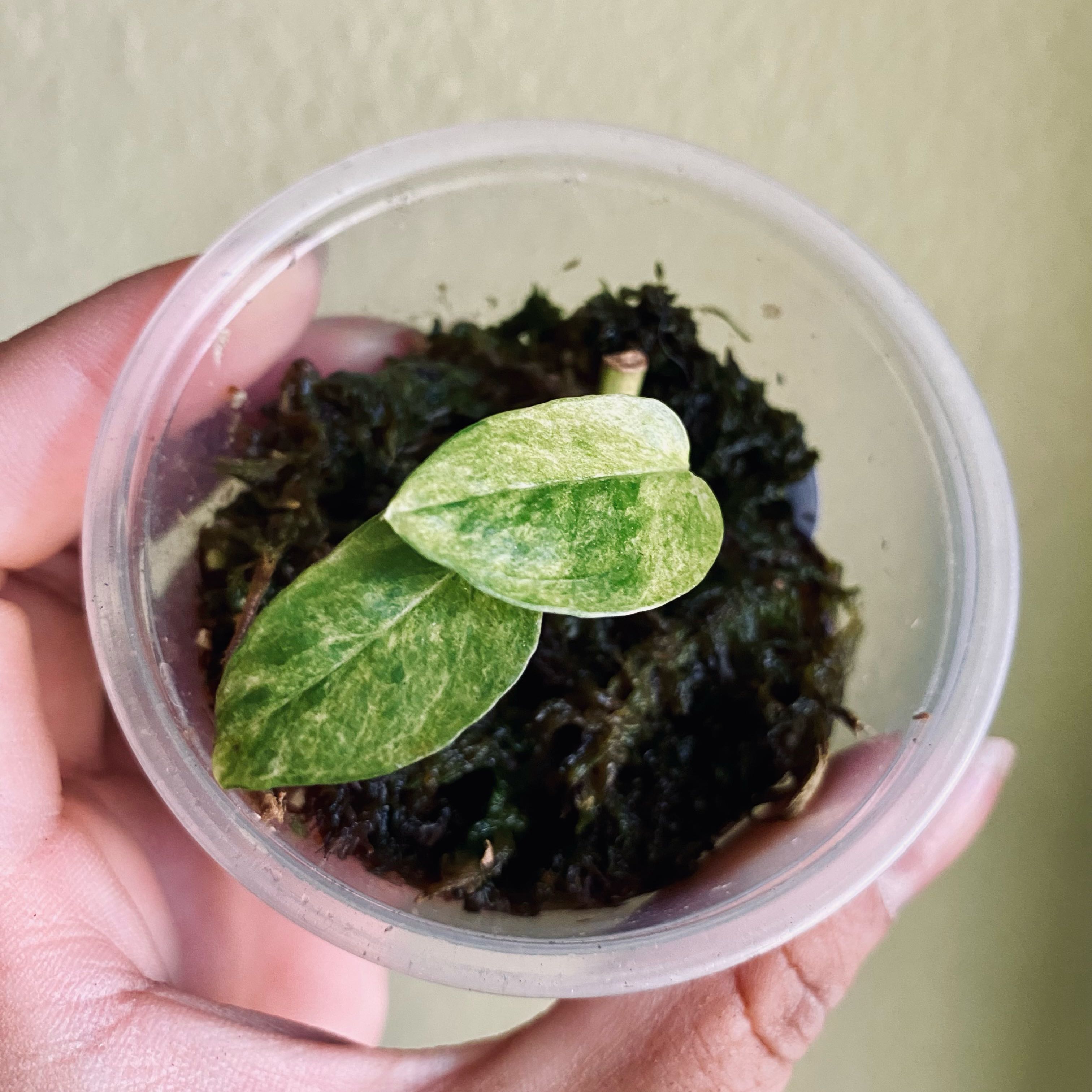 Marble Epipremnum Pinnatum plant in a clear container with visible soil, held by a hand.