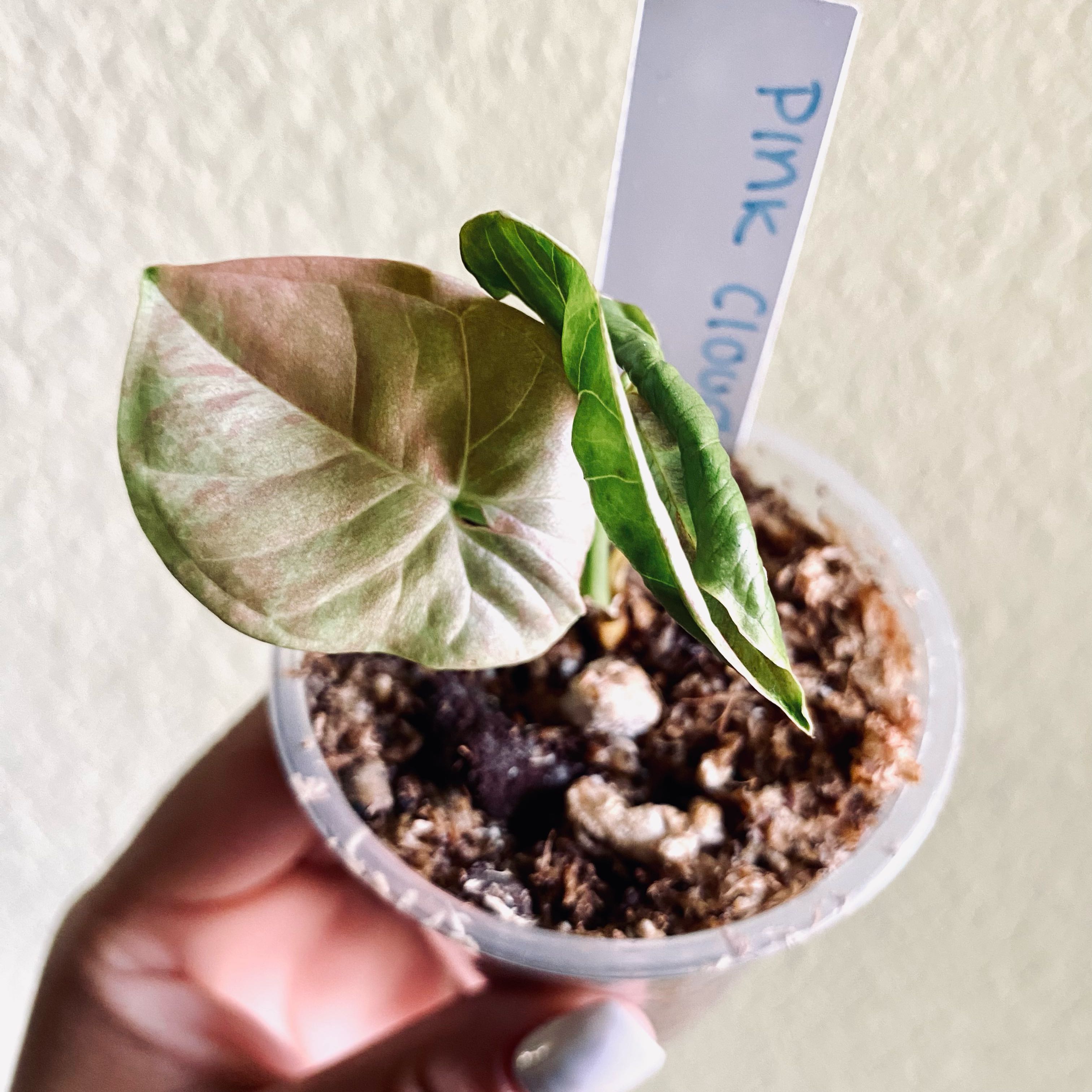 Syngonium 'Milk Confetti' plant in a small transparent pot with visible soil and a mix of green and pink leaves.