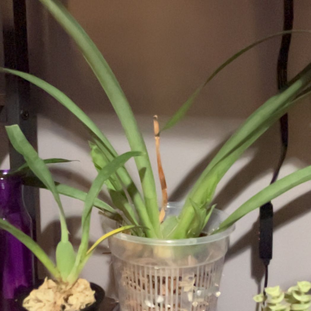Photo of the plant species Miltoniopsis Arthur Cobbledick by @StylishAlbo33 named Figyonce on Greg, the plant care app