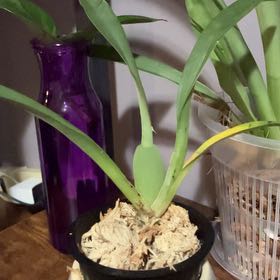 Photo of the plant species Miltoniopsis Arthur Cobbledick by @StylishAlbo33 named Pax on Greg, the plant care app