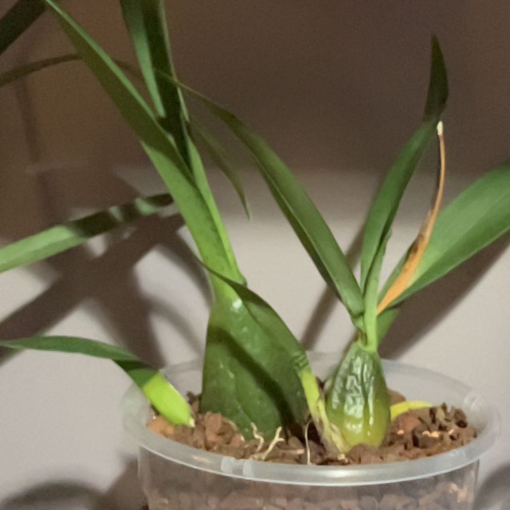 Photo of the plant species 'Fantasy' by @StylishAlbo33 named Hemingway on Greg, the plant care app