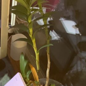 Photo of the plant species Dendrobium derryi by @StylishAlbo33 named Sigmund on Greg, the plant care app