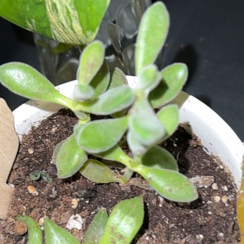 Photo of the plant species Crassula Green Beans by @underland37 named Gates on Greg, the plant care app