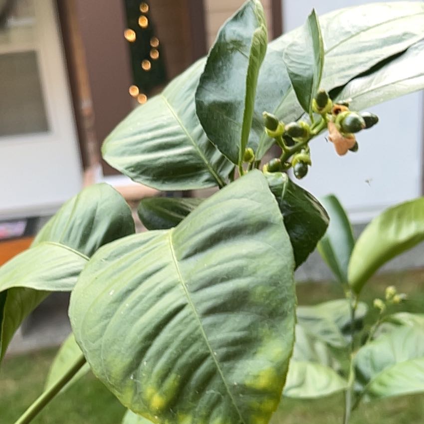 Photo of the plant species Palestine Lime Tree by @CuriousPothos52 named Elina on Greg, the plant care app