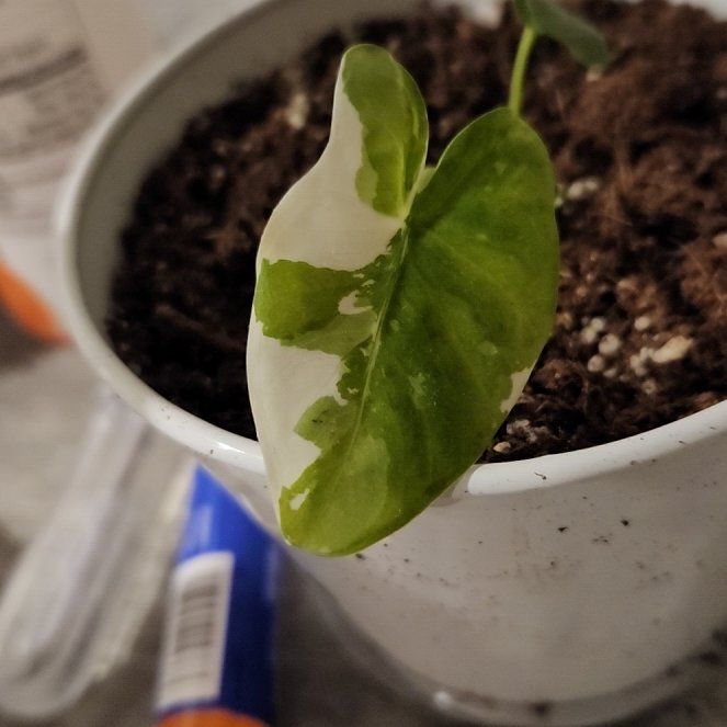 Photo of the plant species White Elephant Ears by @ActualGasplant named Khaleesi on Greg, the plant care app