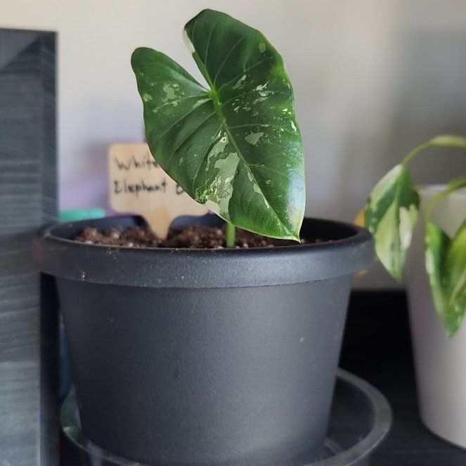 Photo of the plant species White Elephant Ears by @ActualGasplant named Daphne on Greg, the plant care app