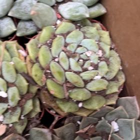 Photo of the plant species Mini Dunce Cap by @SteadfastYuzu43 named Bruce Lee on Greg, the plant care app