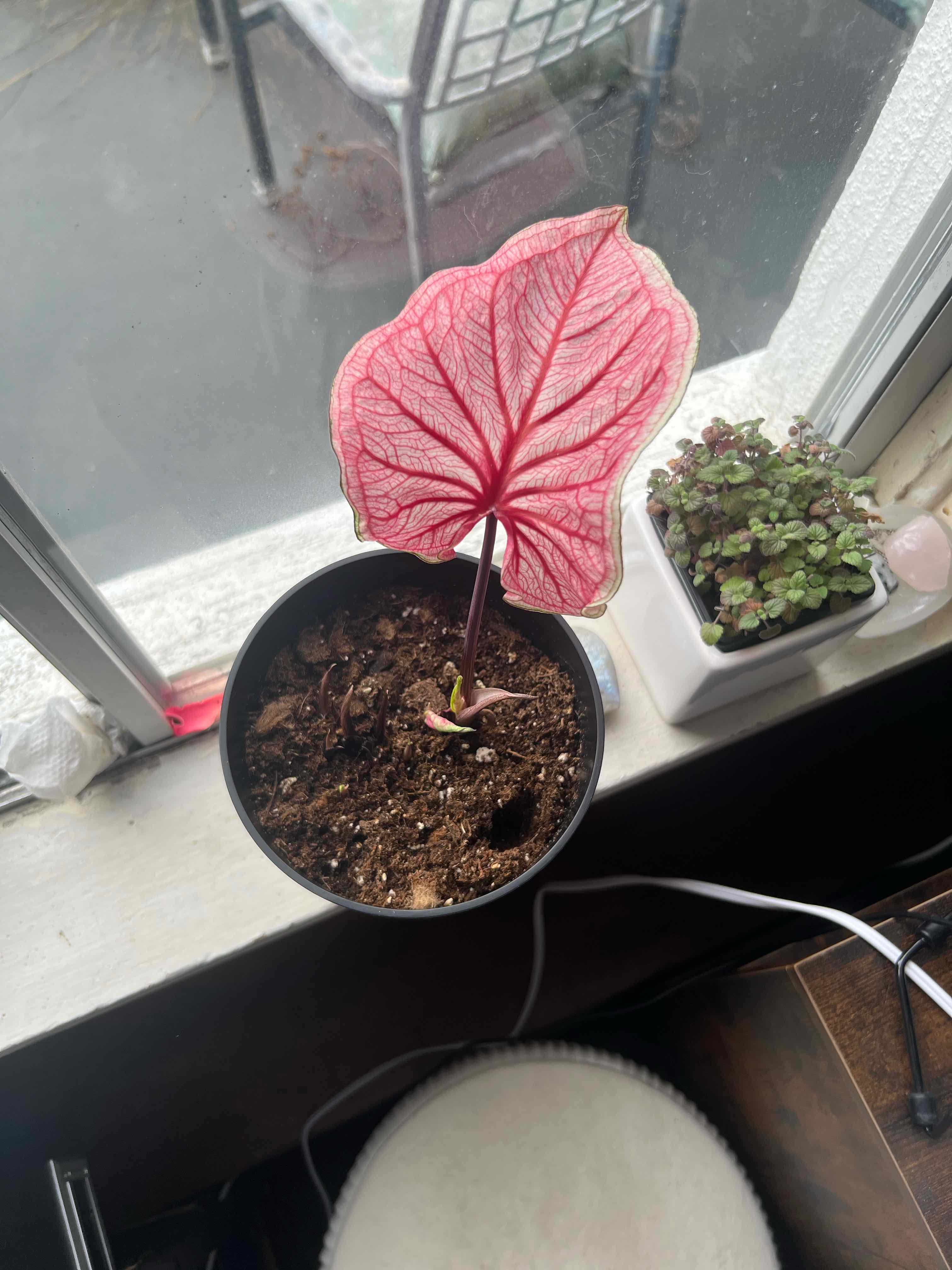 Photo of the plant species Caladium 'Fannie Munson' by @netherspawns named Beyonce on Greg, the plant care app