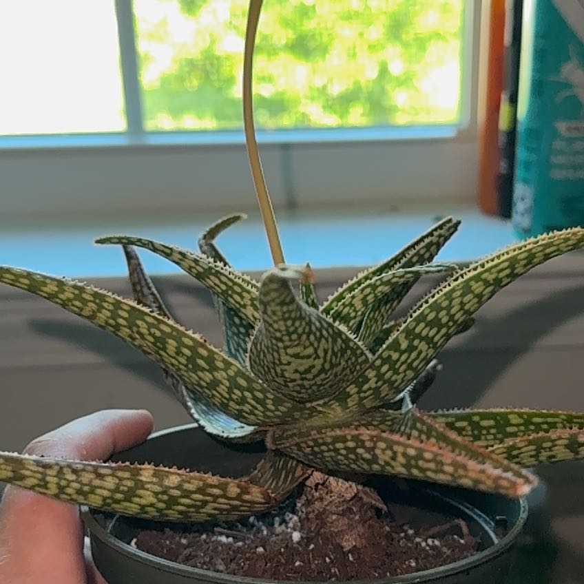 Photo of the plant species Aloe 'Coral Fire' by @CasualVetiver63 named Lola on Greg, the plant care app