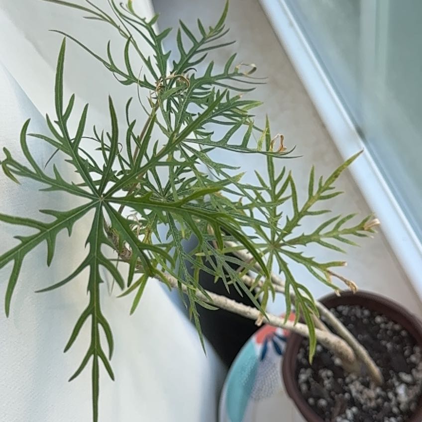Photo of the plant species Jatropha multifida by @CasualVetiver63 named Sherlock on Greg, the plant care app