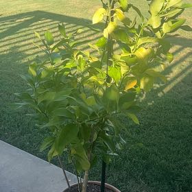 Photo of the plant species Lemon by @Desertcactus named Winston on Greg, the plant care app