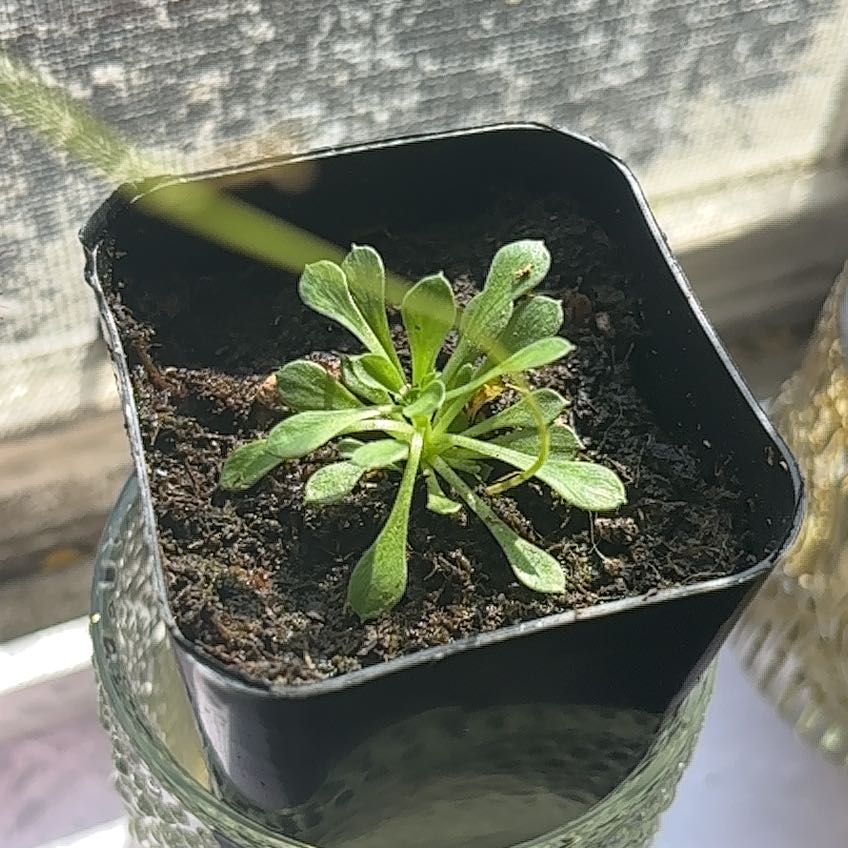 Photo of the plant species Filiformis by @PunchyMarshfern named Xena on Greg, the plant care app