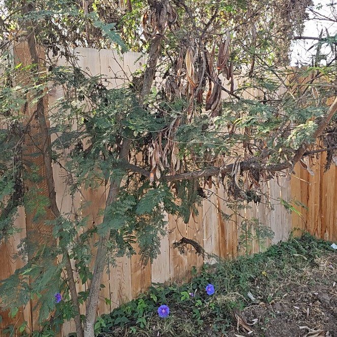 Photo of the plant species Coffee Bush by @ProRosemary41 named Morgan Treeman on Greg, the plant care app