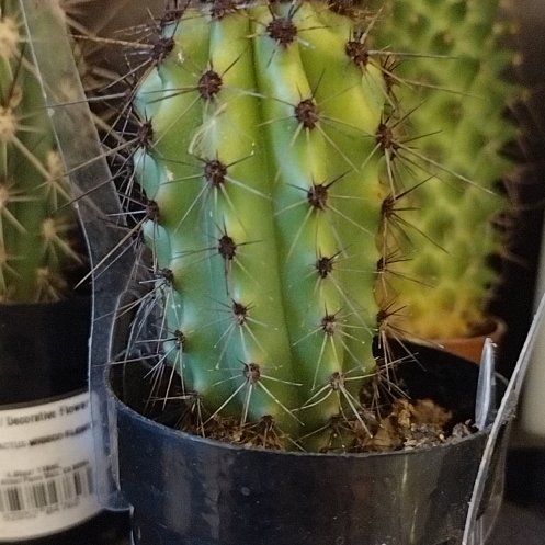 Photo of the plant species Assorted Lemaireocereus by @phantasmicy316 named Tree Diddy on Greg, the plant care app