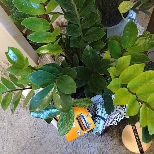 Photo of the plant species chameleon zz by @phantasmicy316 named Planty on Greg, the plant care app