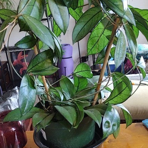 Photo of the plant species Hoya crassipetiolata by @phantasmicy316 named Harry on Greg, the plant care app