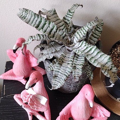 Photo of the plant species Dwarf Bromeliad by @phantasmicy316 named Girlfrond on Greg, the plant care app
