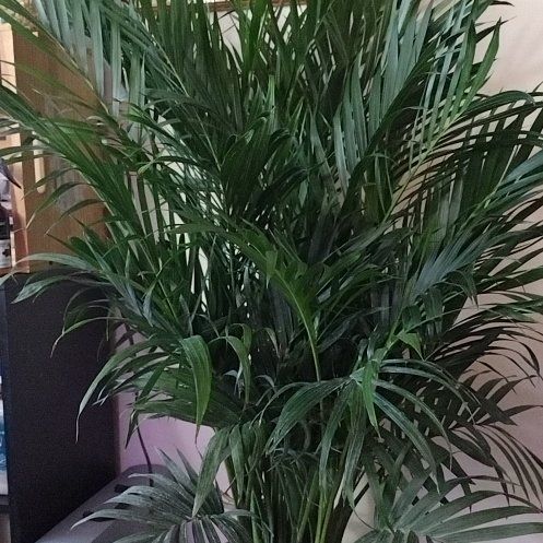 Photo of the plant species Cascade Palm by @phantasmicy316 named Gates on Greg, the plant care app