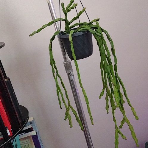 Photo of the plant species Mistletoe Cactus by @phantasmicy316 named Denali on Greg, the plant care app