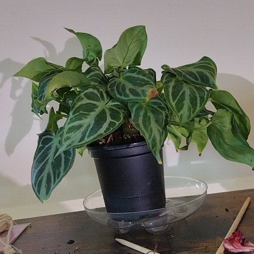 Photo of the plant species Assorted Anthurium by @phantasmicy316 named Bodhi on Greg, the plant care app