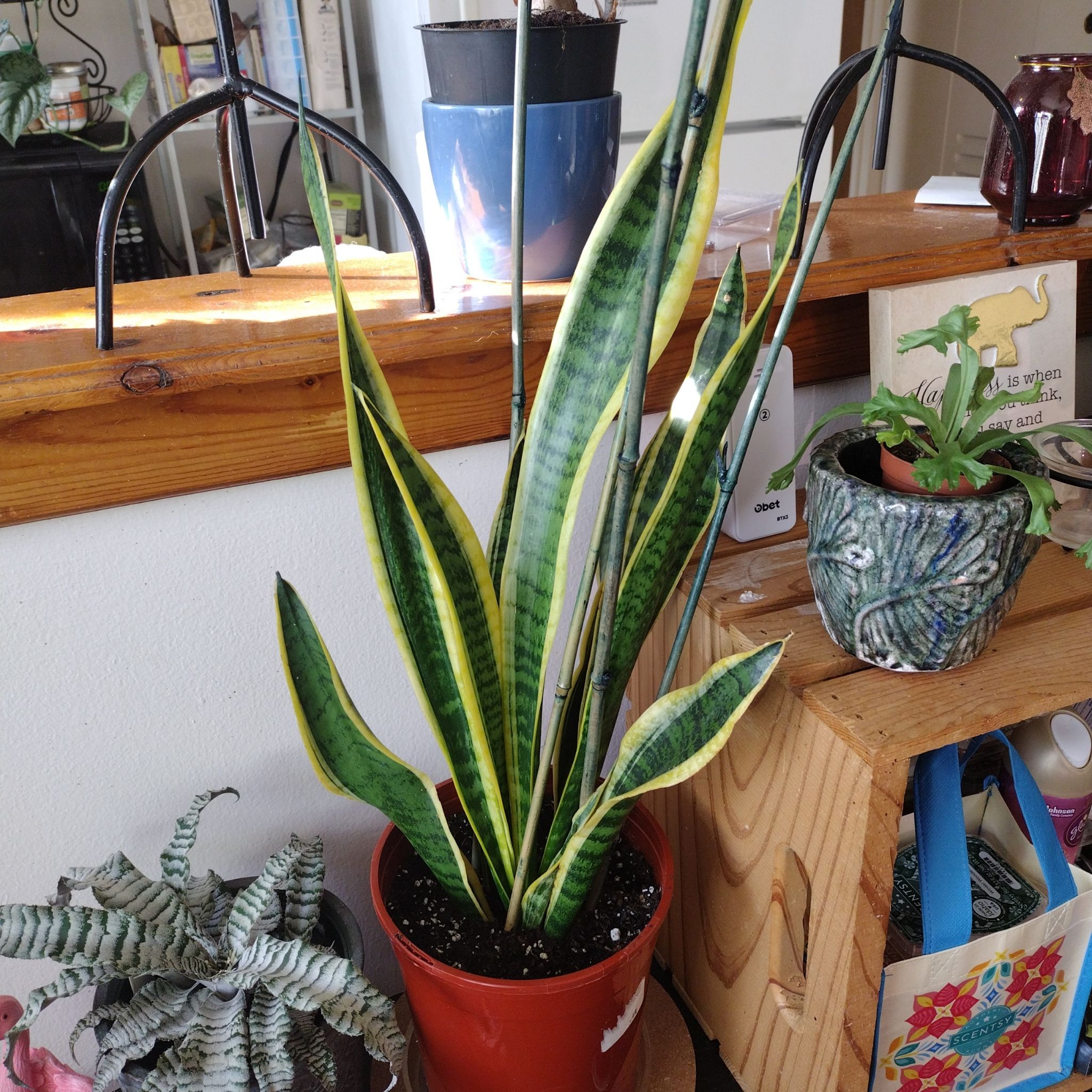 Plant care for Tower Thai on Greg, the plant care app