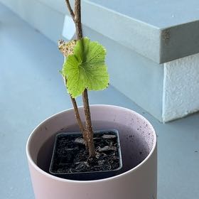Photo of the plant species Red Currant by @FunAvocado90 named Foxxy on Greg, the plant care app