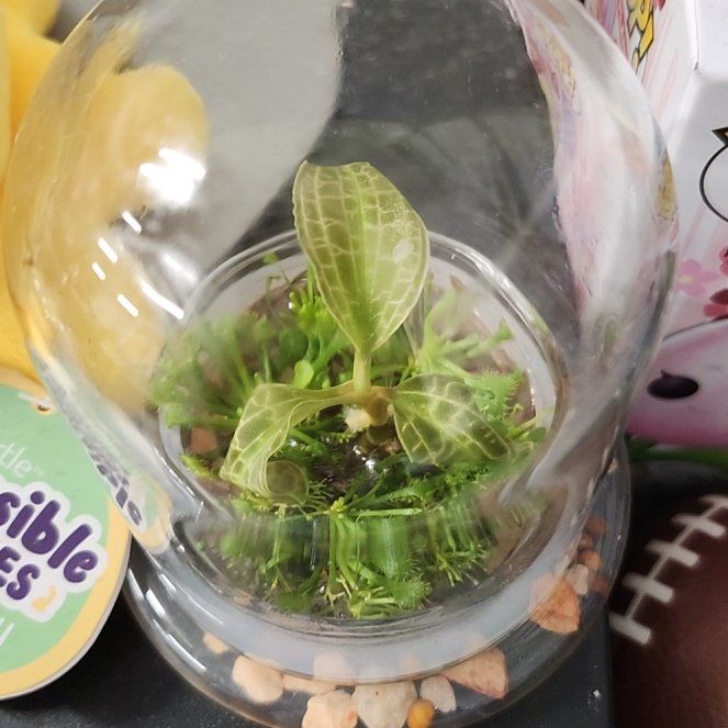 Photo of the plant species Jewel Orchid by @ProArcticrose90 named Clooney on Greg, the plant care app