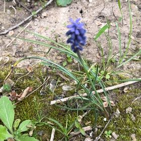Photo of the plant species Common Grape Hyacinth by @IllustriousWeed named Cleopatra on Greg, the plant care app