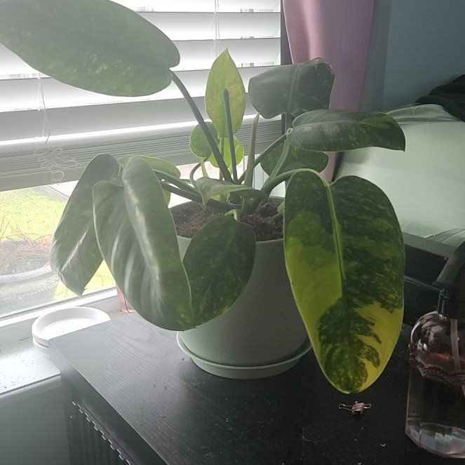 Photo of the plant species Variegated Green Congo Philodendron by @LegitRustyfig86 named Amazonia on Greg, the plant care app