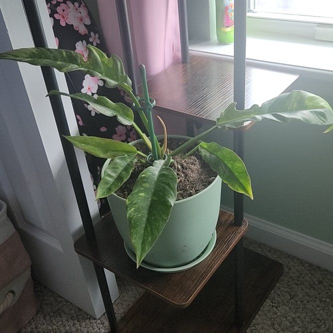 Photo of the plant species Philodendron 'Ring of Fire' by @LegitRustyfig86 named Rheyna on Greg, the plant care app