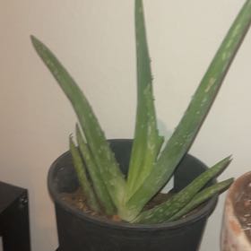 Photo of the plant species Aloe by @ManlyTipa51 named Nemo on Greg, the plant care app