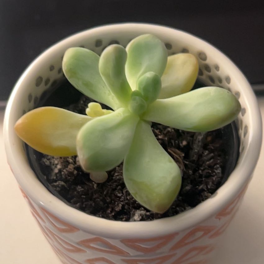 Photo of the plant species Graptosedum 'Blue Giant' by @ChildlikeKaro79 named Gregory on Greg, the plant care app
